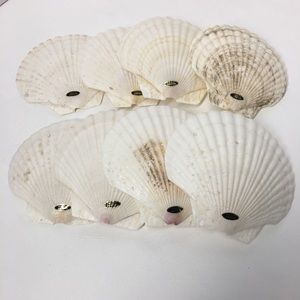 Genuine Baking Sea Shells